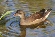 Junges-Teichhuhn-046.jpg